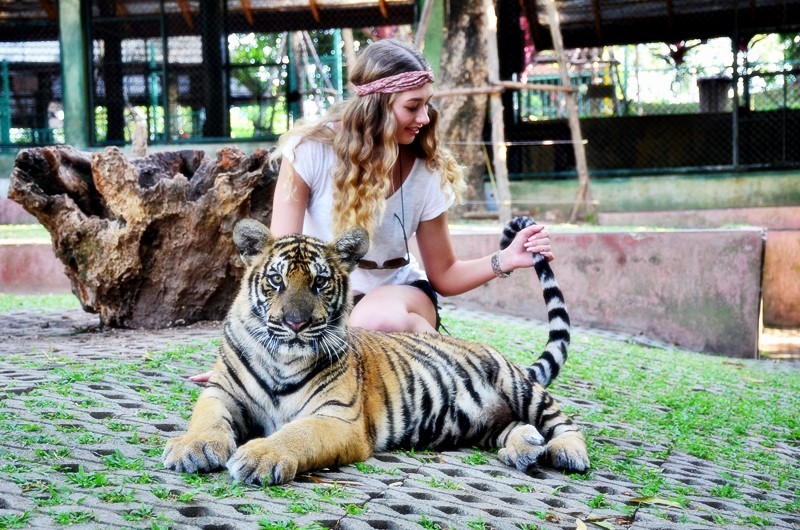 phuket-tiger-kingdom4phuket-tours-transfers-com