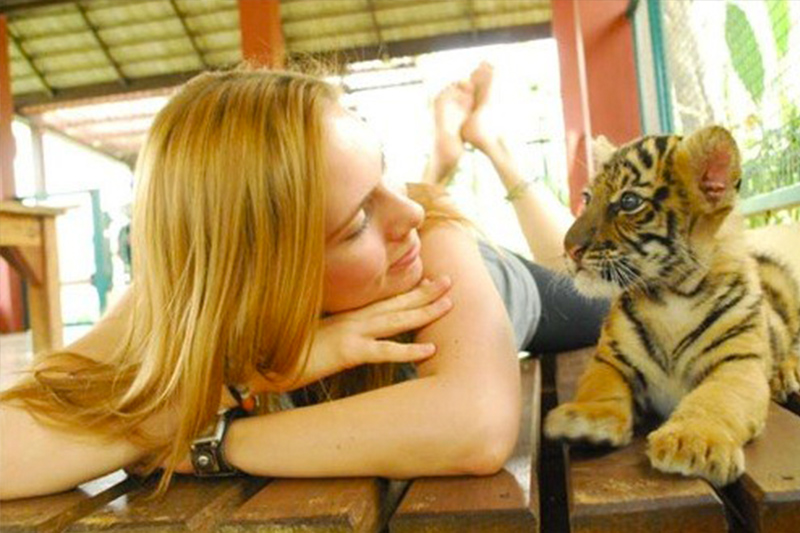 Tiger Kingdom (Smallest Tiger) Phuket - Phuket Tours Transfers