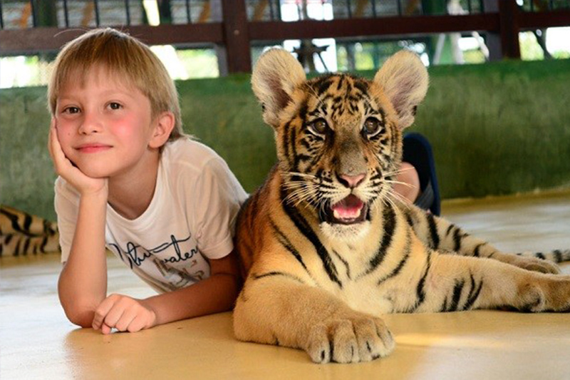 tiger-kingdom-phuket